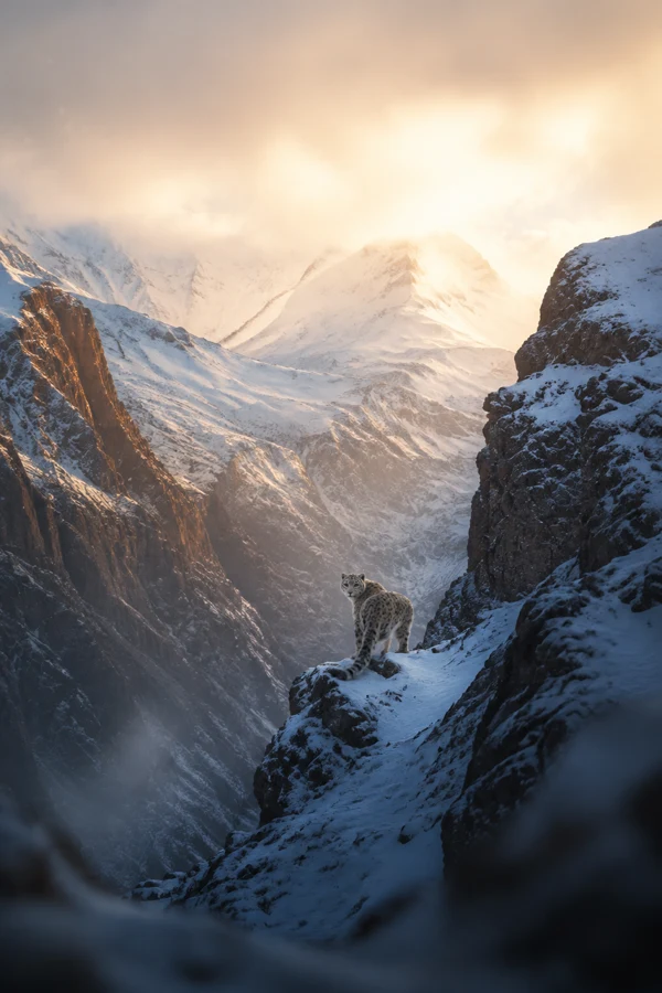 听见山谷回声海报